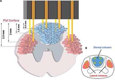 Decoding Bilateral Hindlimb Kinematics From Cat Spinal Signals Using Three-Dimensional Convolutional Neural Network